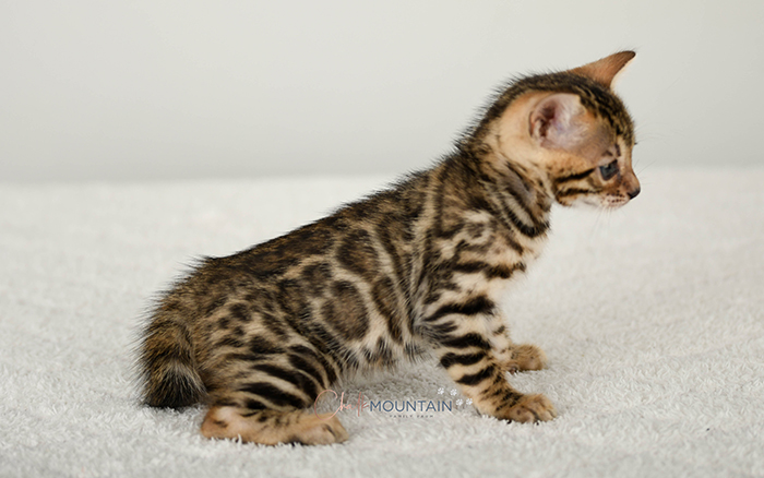 Bengal kitten for sale